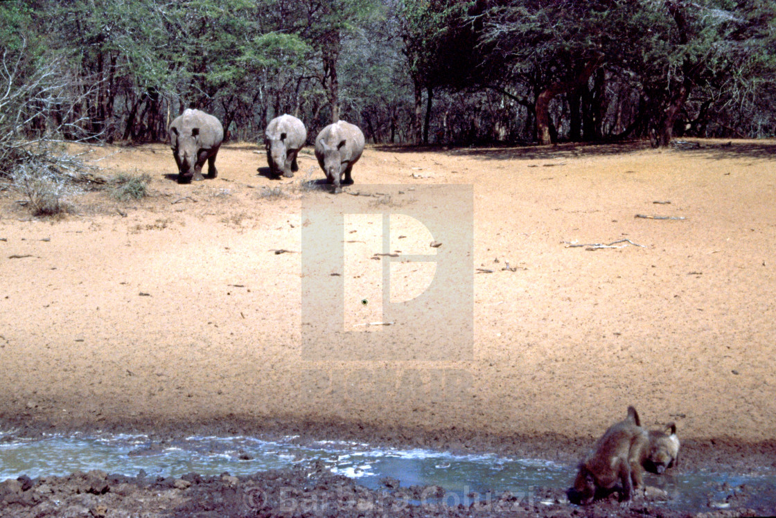 "Rhinos and baboons" stock image