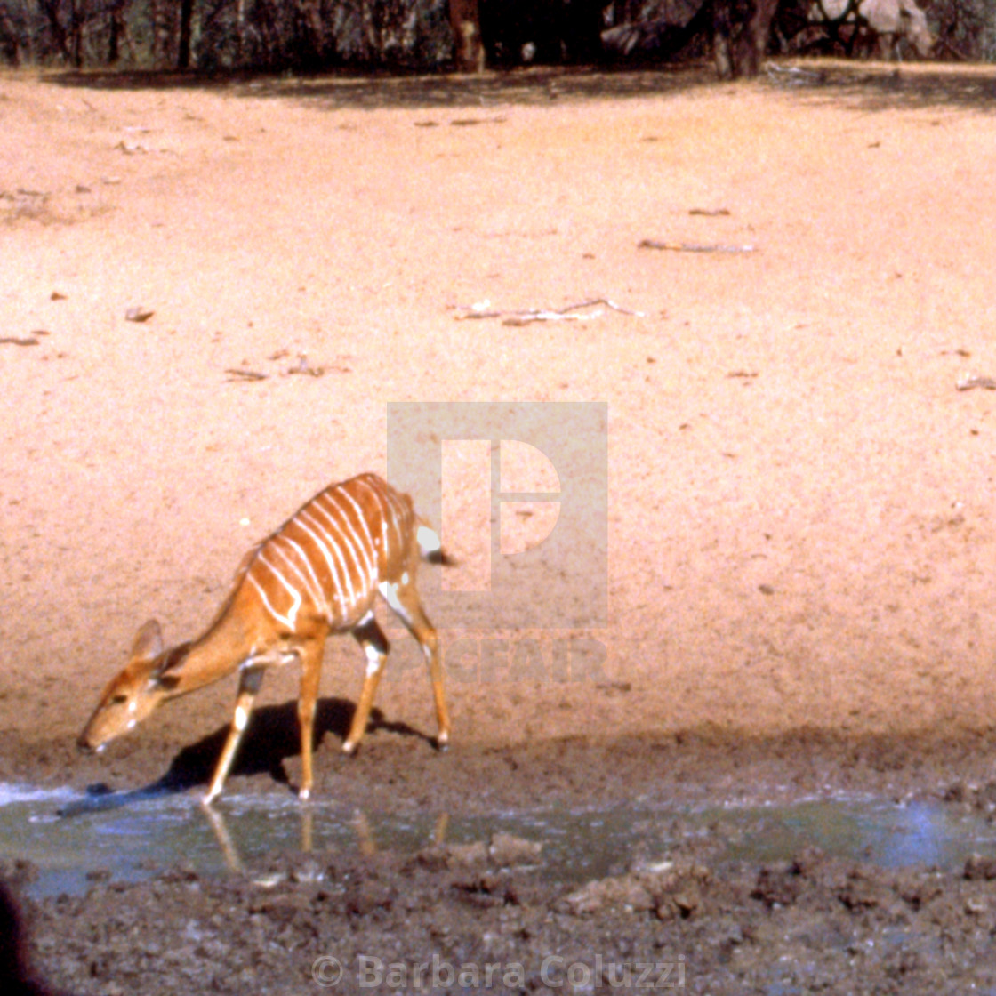 "A Nyala antelope at a pool" stock image