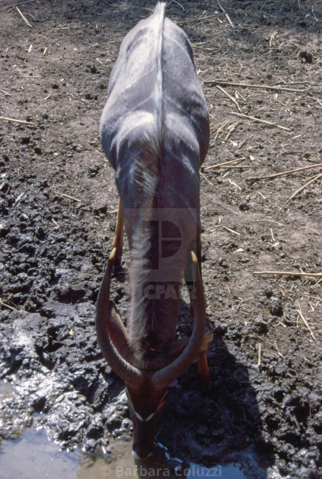 "A male Nyala antelope" stock image