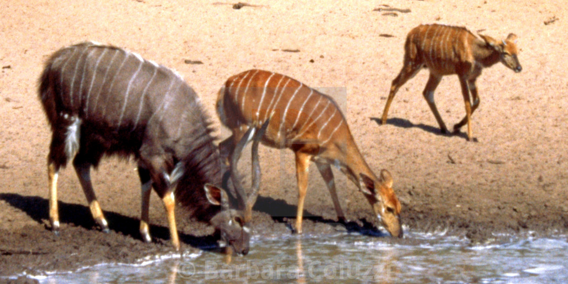 "Nyala antelopes at a pool" stock image