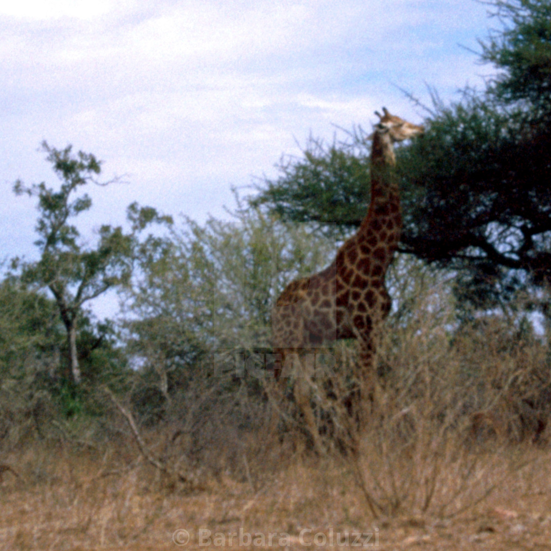 "A giraffe that is eating" stock image