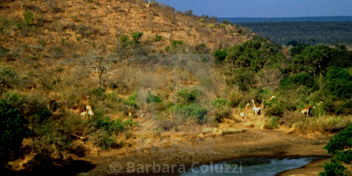 "A herd of giraffes in the valley" stock image