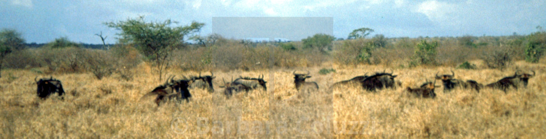 "A herd of gnus in the savannah" stock image