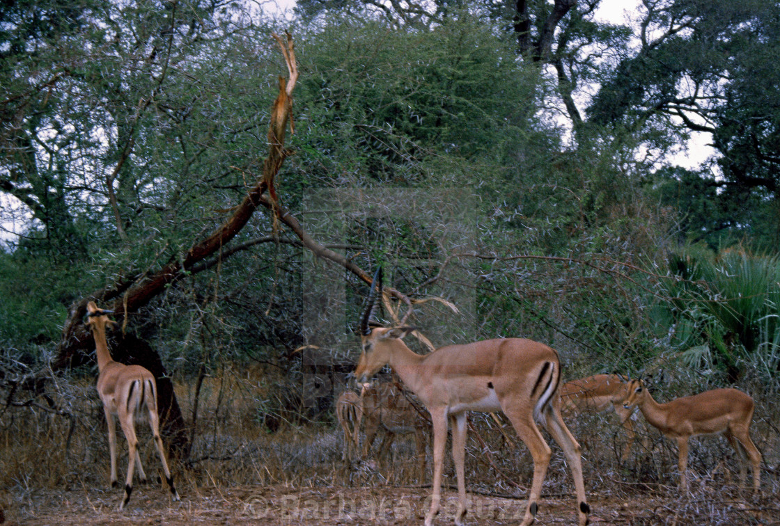 "A group of grazing impalas" stock image