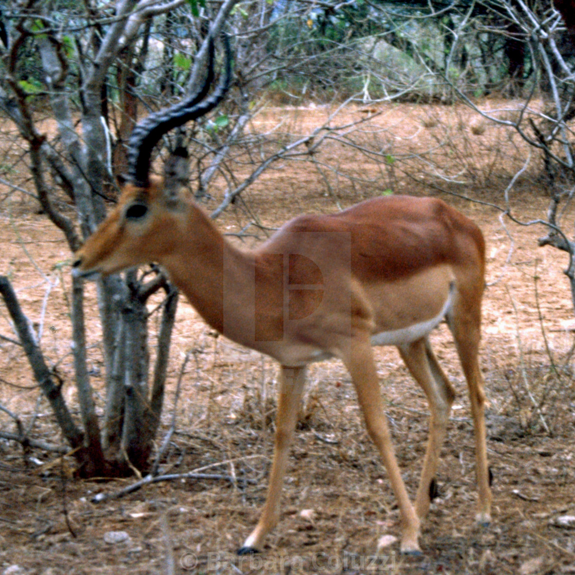 "A male impala antelope" stock image