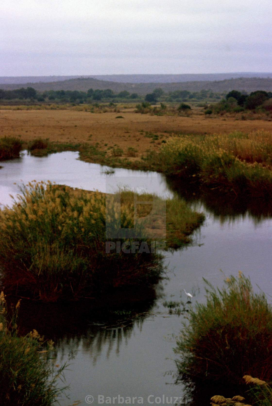 "Natural landscape in the Kruger Park" stock image