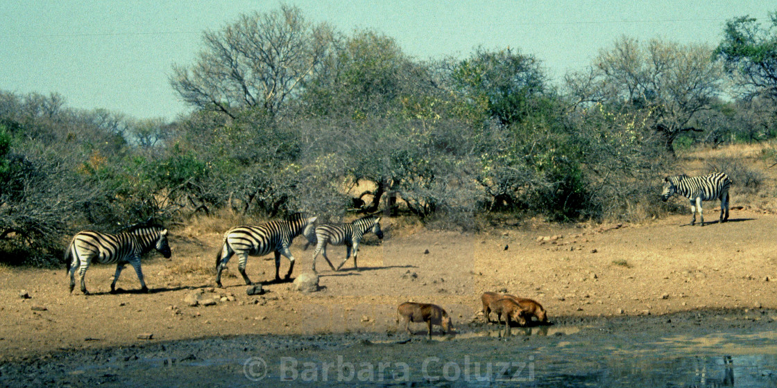 "Warthogs and zebras" stock image