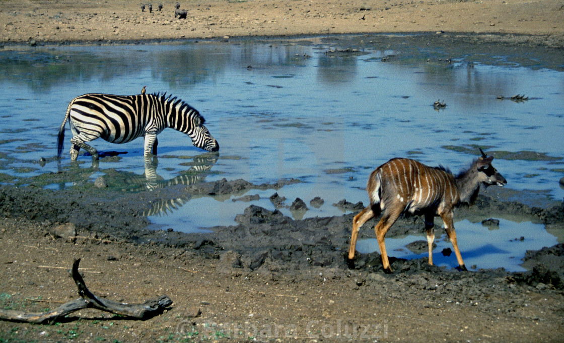 "Zebra and Nyala antelope at a pool" stock image