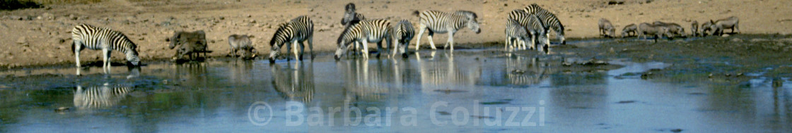 "Zebras and warthogs at a pool" stock image