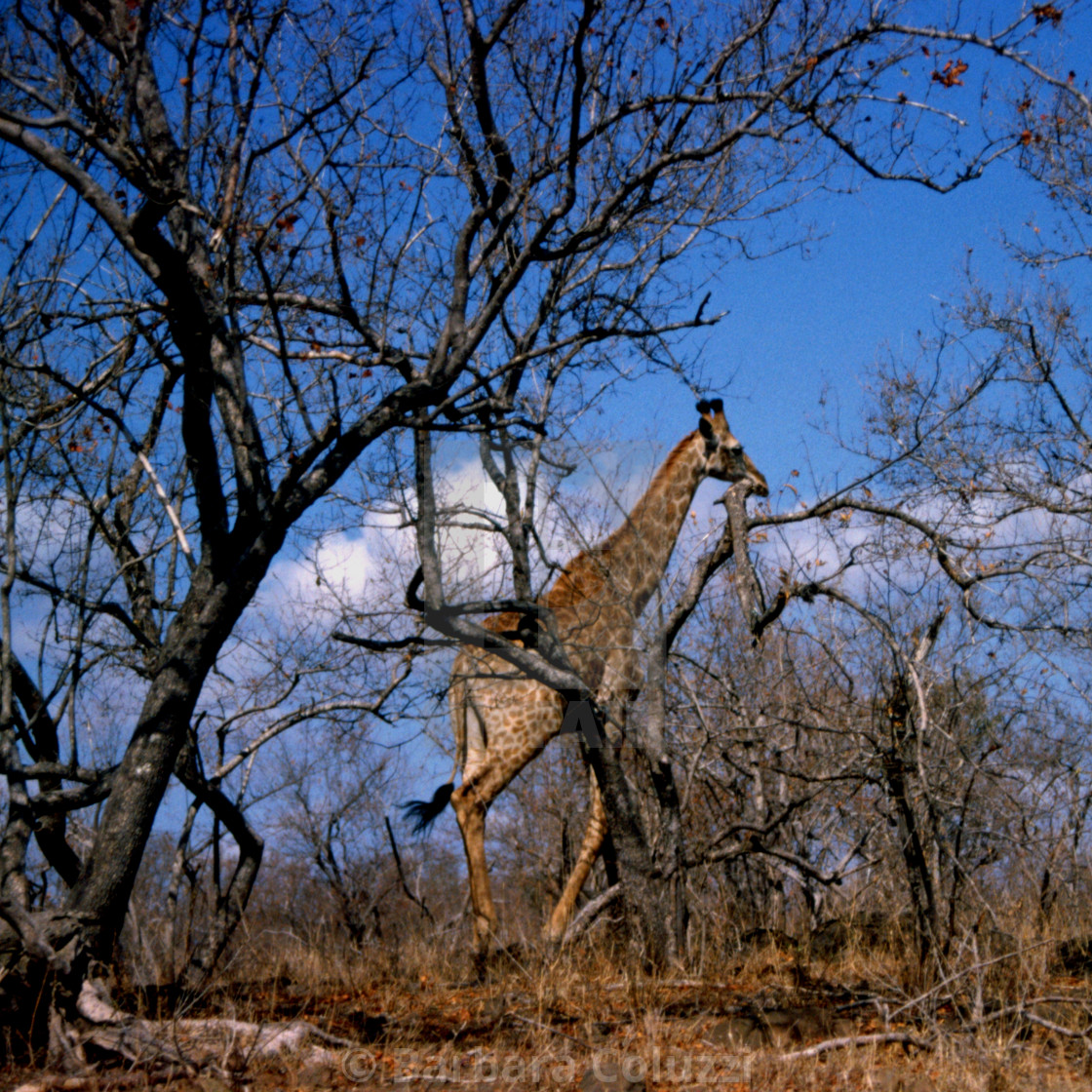 "Walking giraffe in the shrubland" stock image