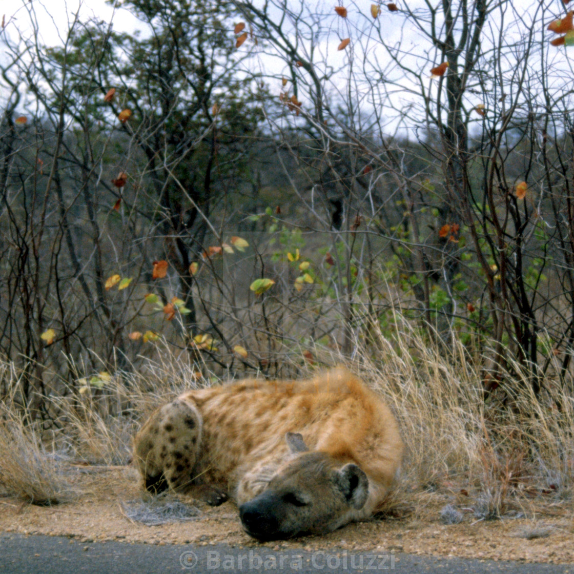 "A hyena on the border of the road A)" stock image