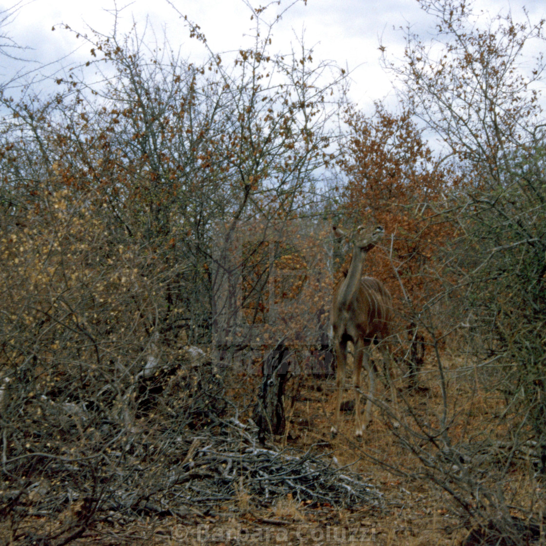 "A Kudu antelope between the shrubs" stock image