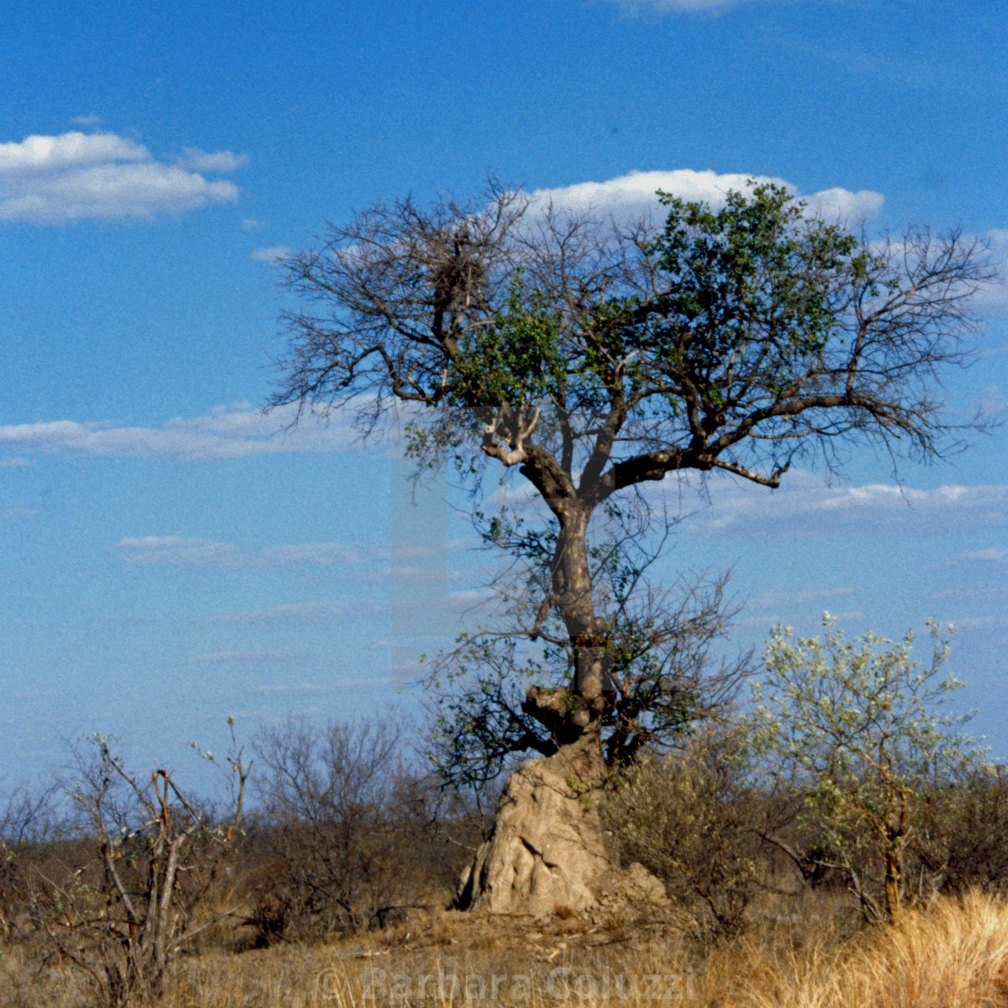 "Termite nest, tree and clouds" stock image