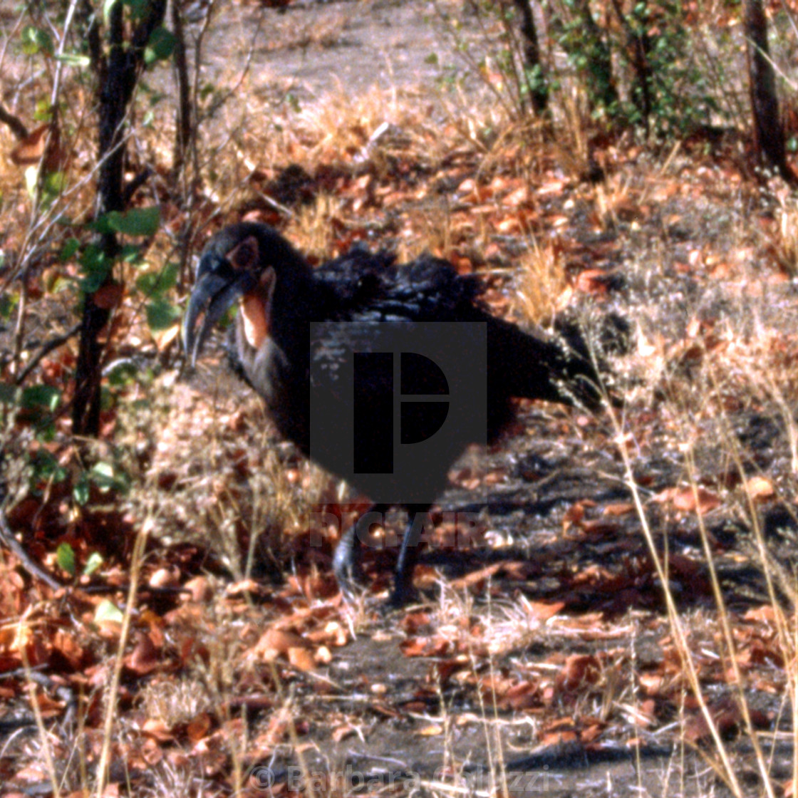 "A ground hornbill" stock image