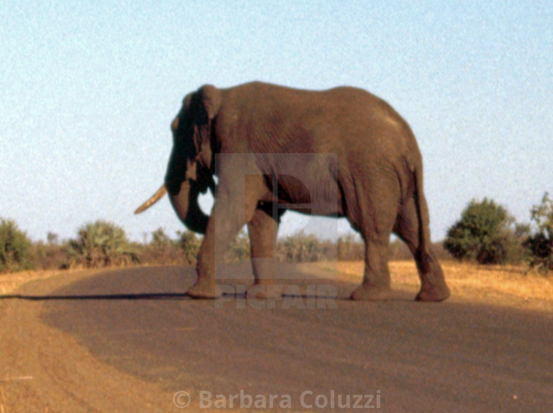 "An elephant on the road" stock image