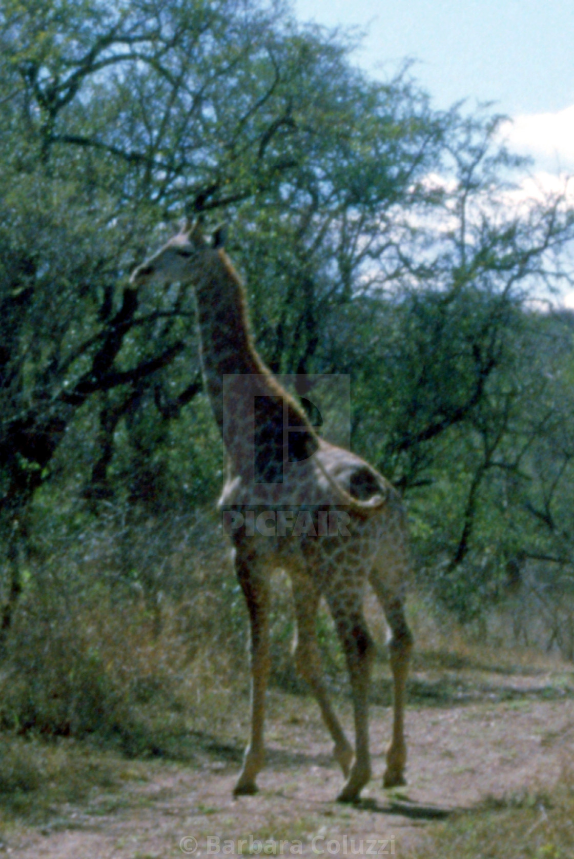 "A giraffe on the road" stock image