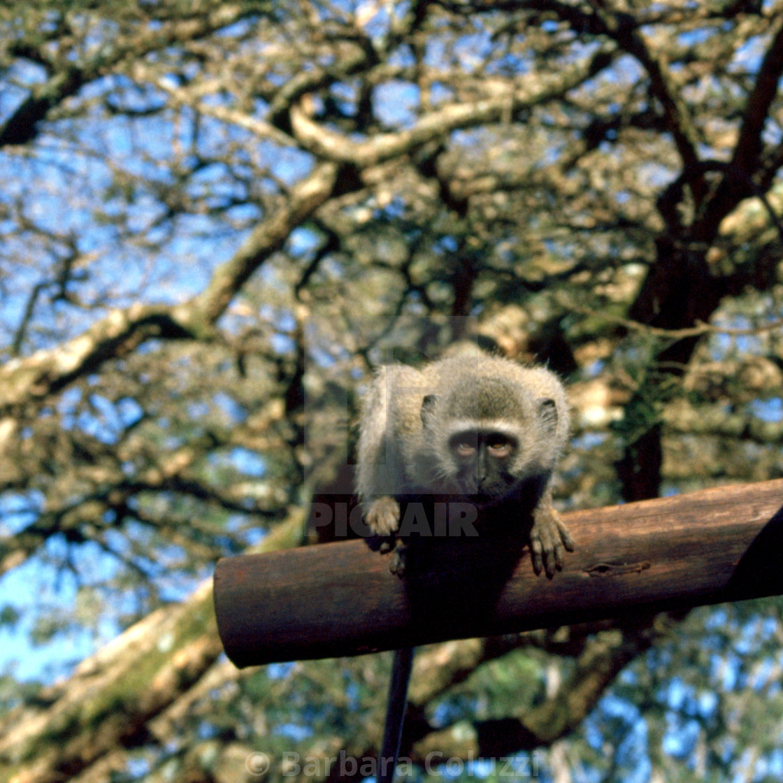 "A macaco looking at the camera A)" stock image