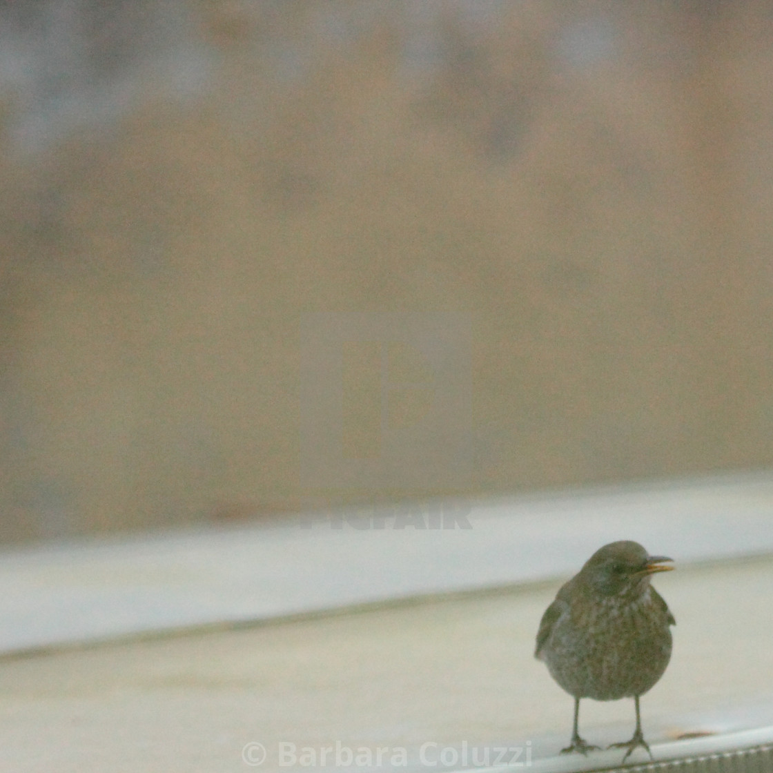 "Female blackbird that is talking" stock image