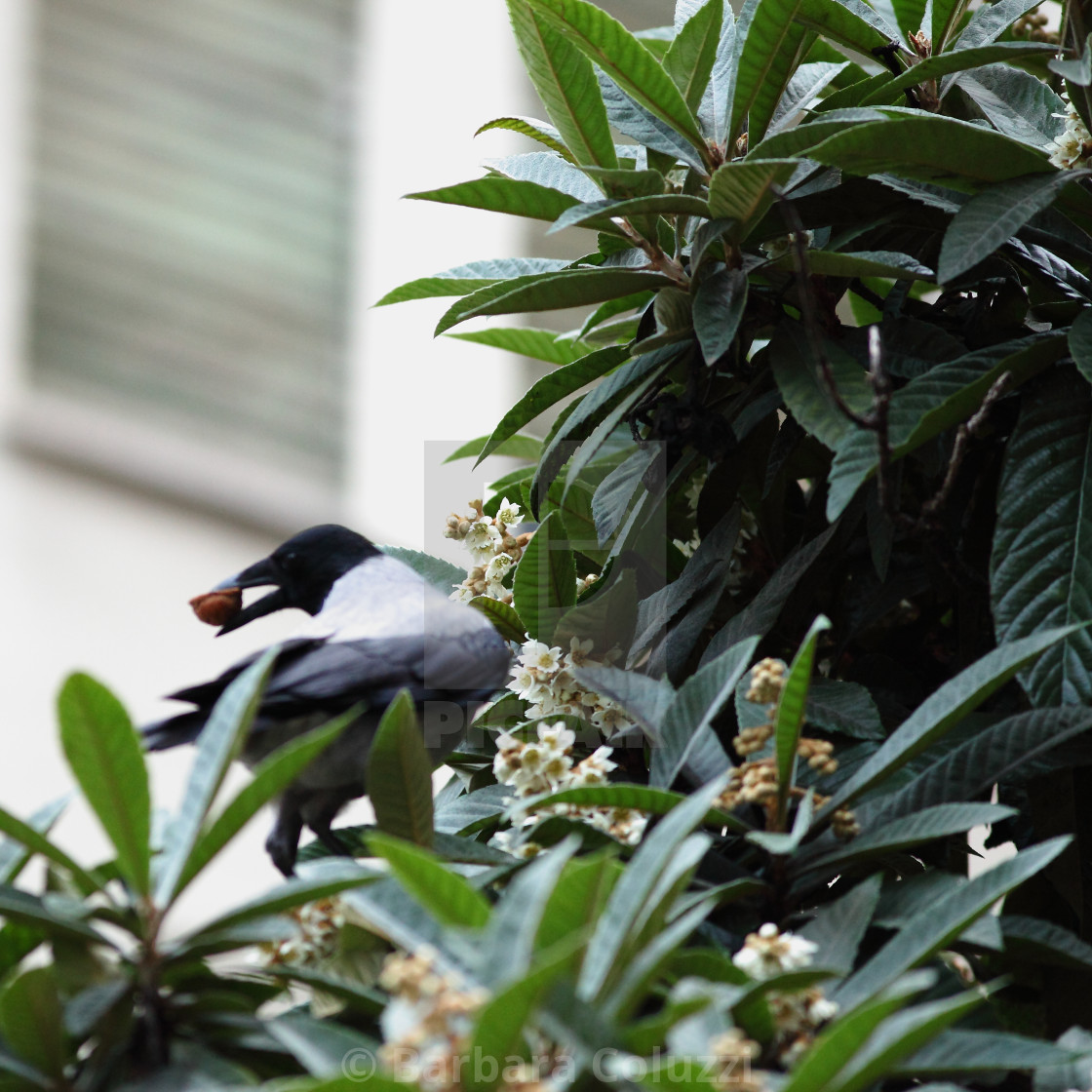 "The crow and the walnut B)" stock image