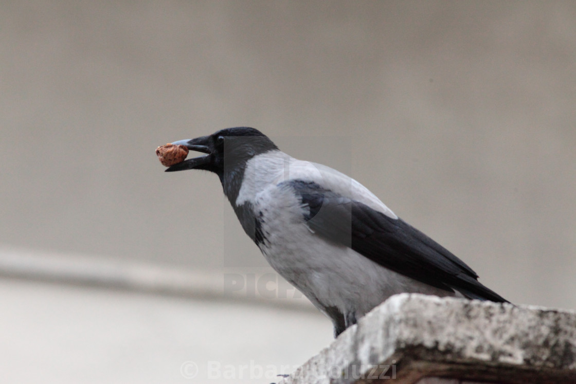 "Crow with walnut in foreground" stock image