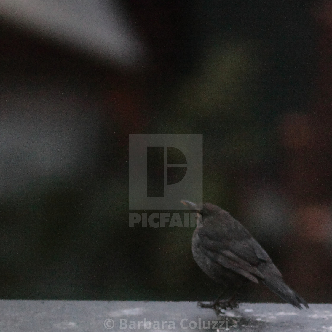 "Tell it with a hen blackbird B)" stock image