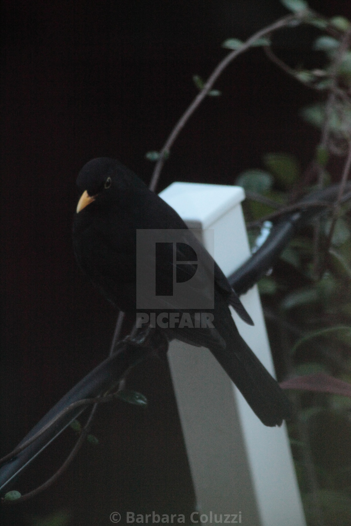 "A blackbird on a dark background" stock image