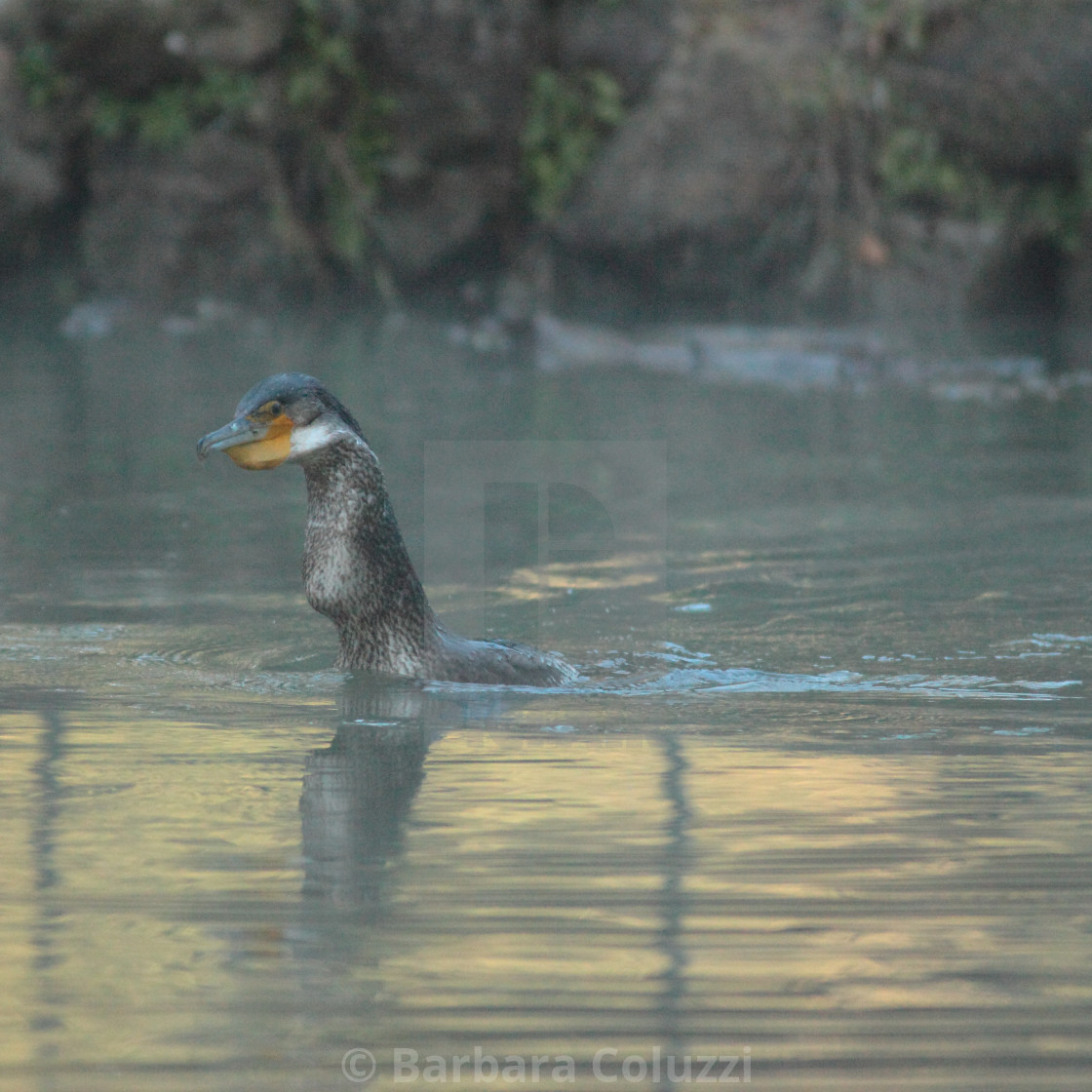 "The cormorant and the big fish F)" stock image