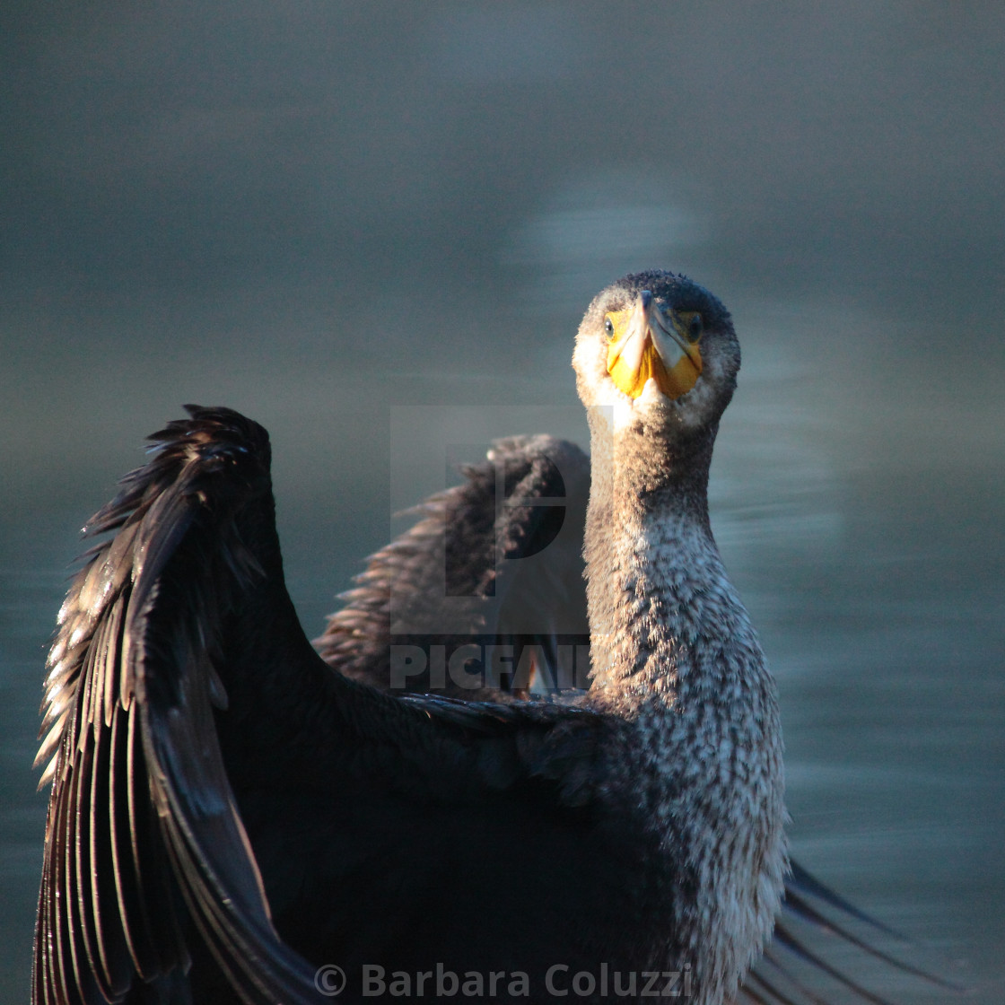 "A cormorant in foreground B)" stock image