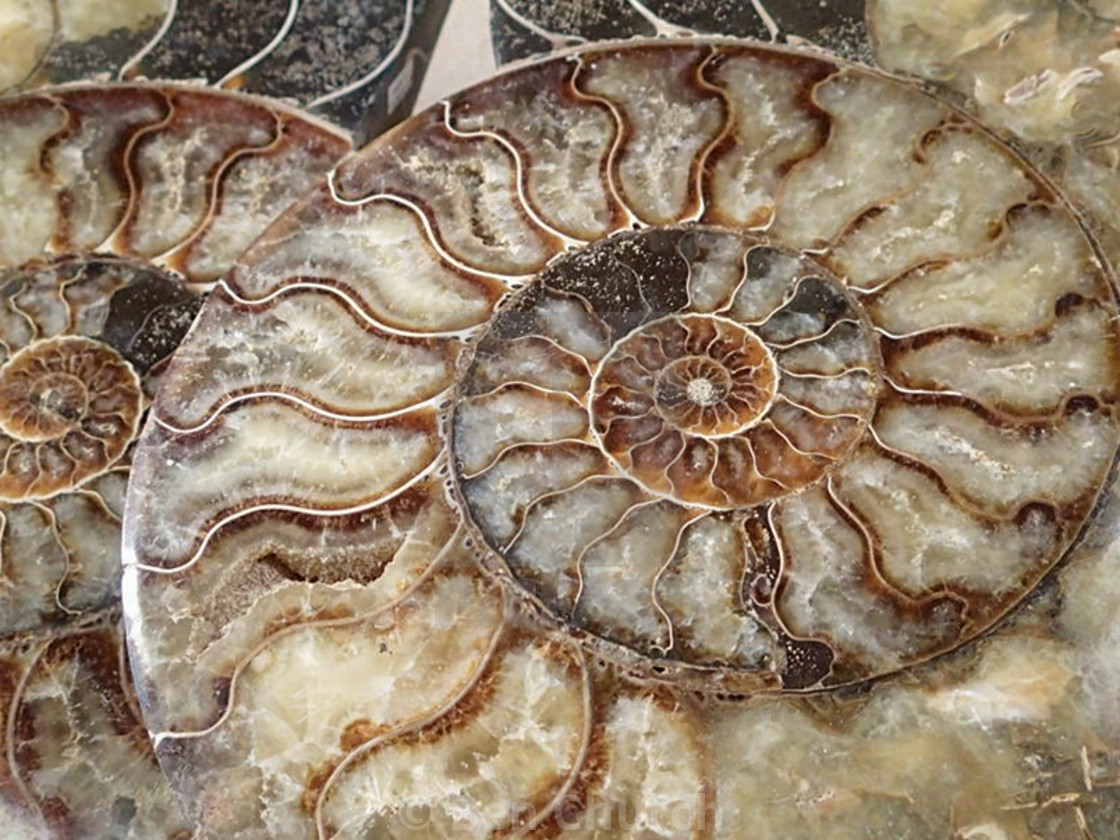 "Ammonite Polished Cross Section" stock image