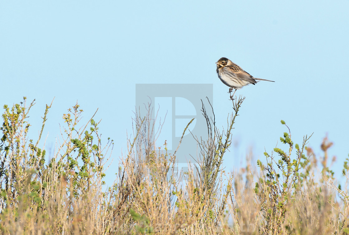 "Reed bunting" stock image