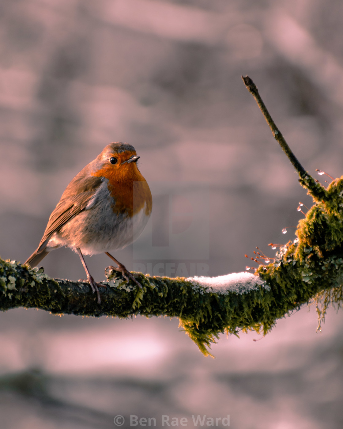 "Robin" stock image