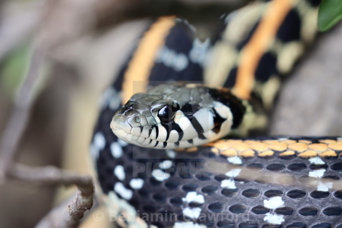Texas Garter Snake License Download Or Print For 8 00 Photos Picfair
