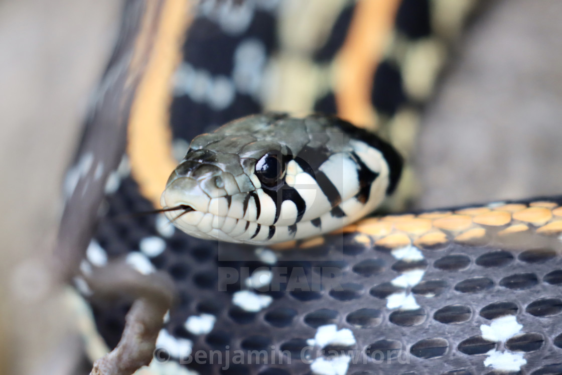Texas Garter Snake License Download Or Print For 8 00 Photos Picfair