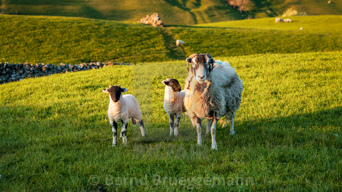 "Near Keld, North Yorkshire, England" stock image