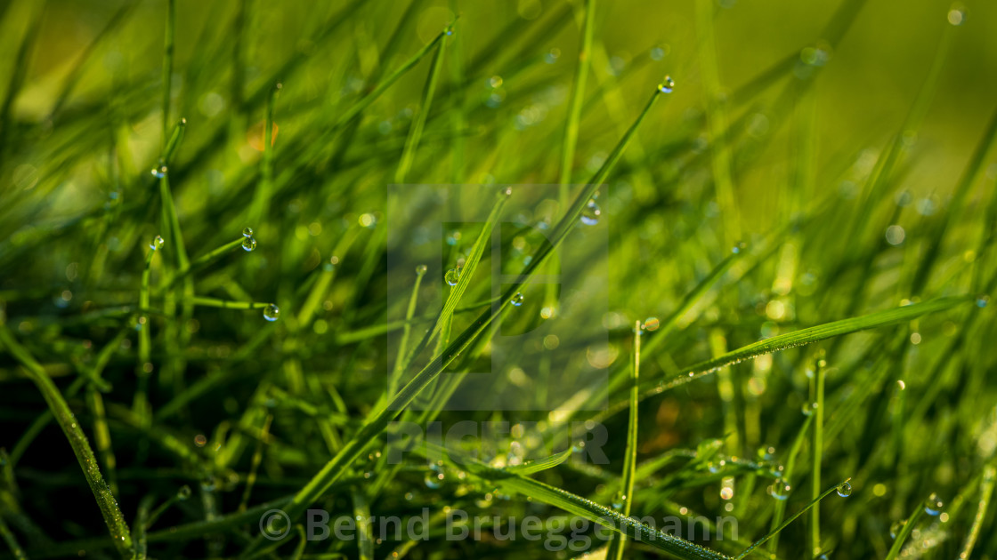 "Morning dew on a meadow" stock image