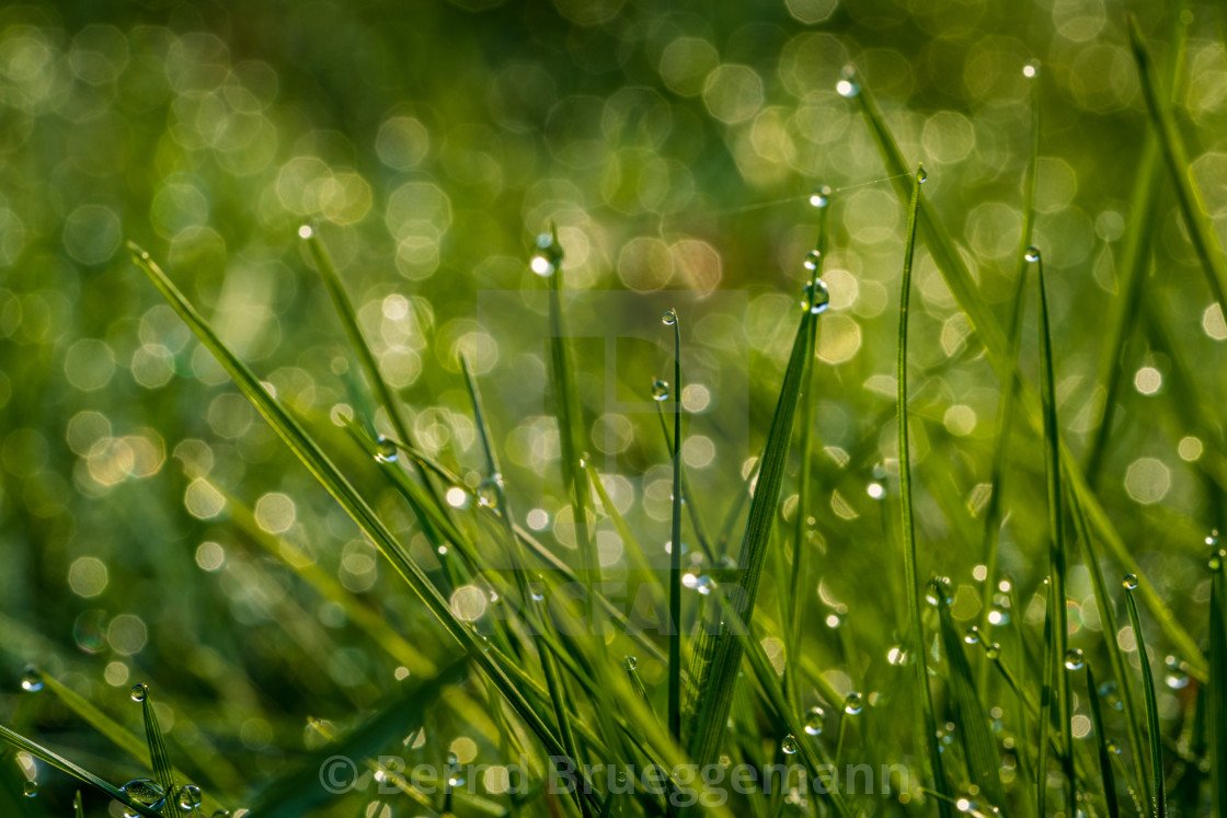 "Morning dew on a meadow" stock image