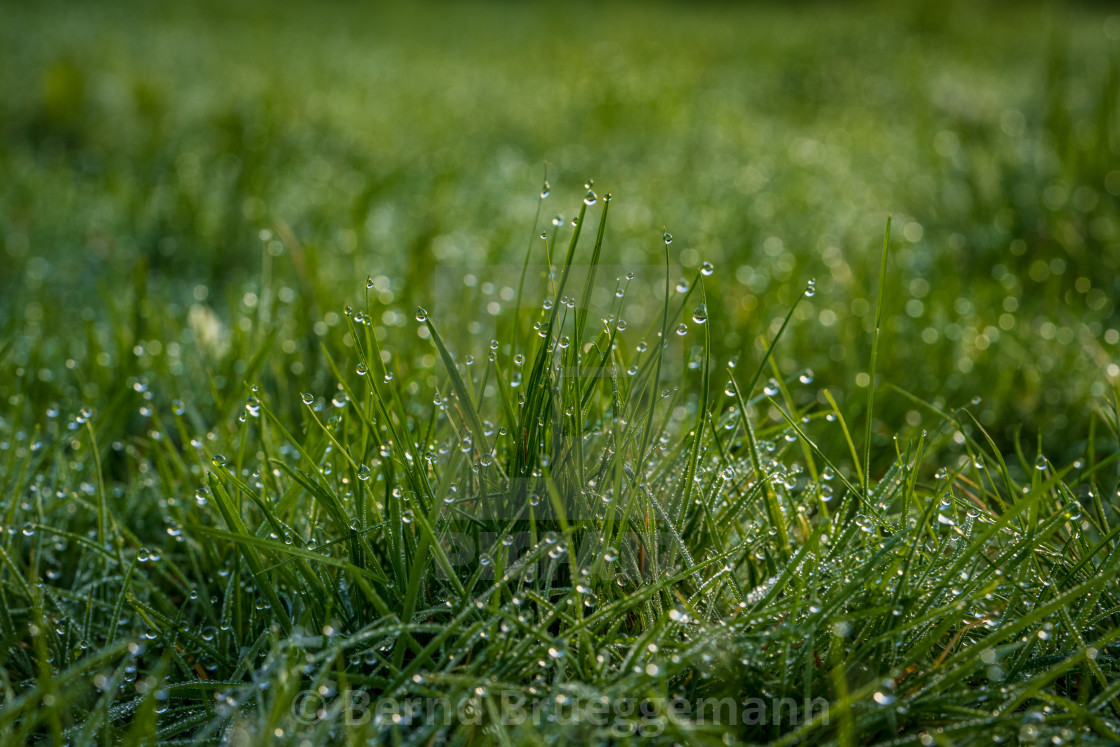 "Morning dew on a meadow" stock image