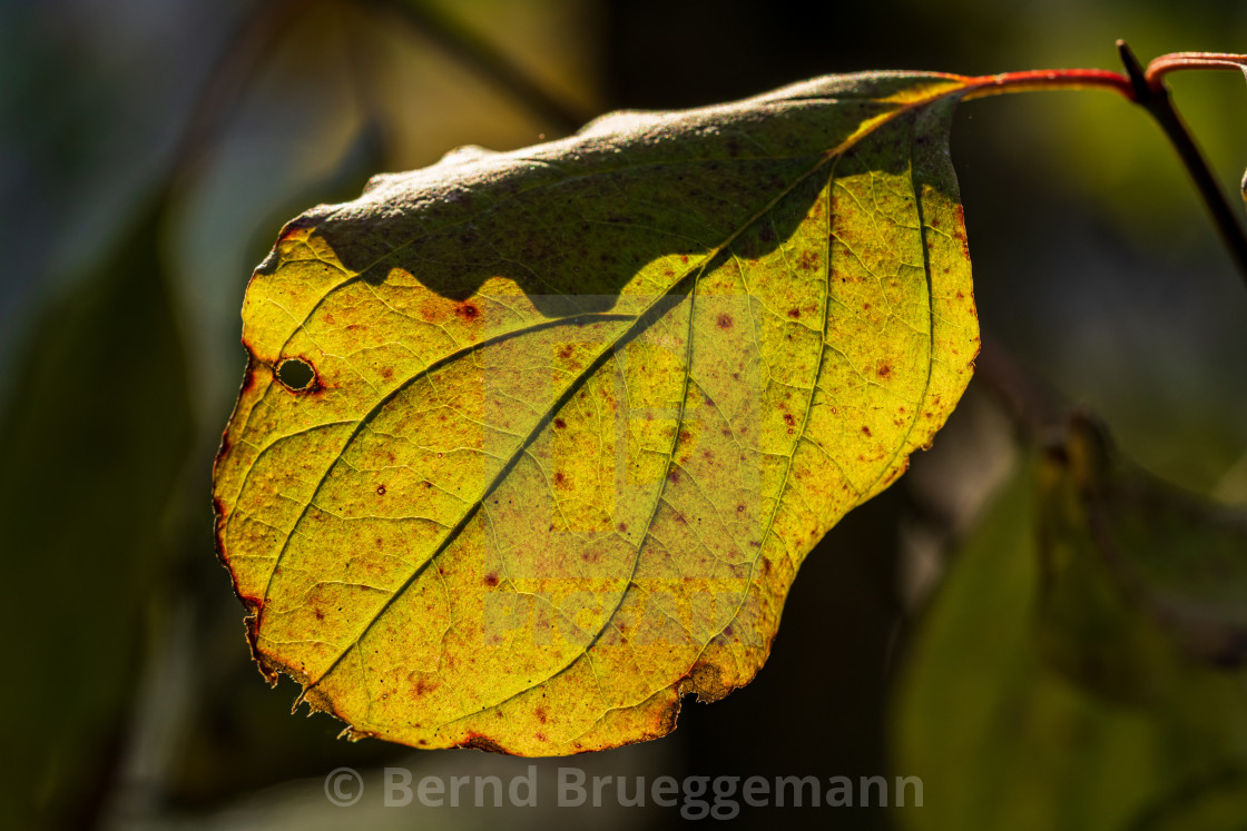 "Leaf in the sunlight" stock image