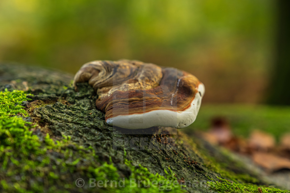 "A mushroom on a tree trunk" stock image