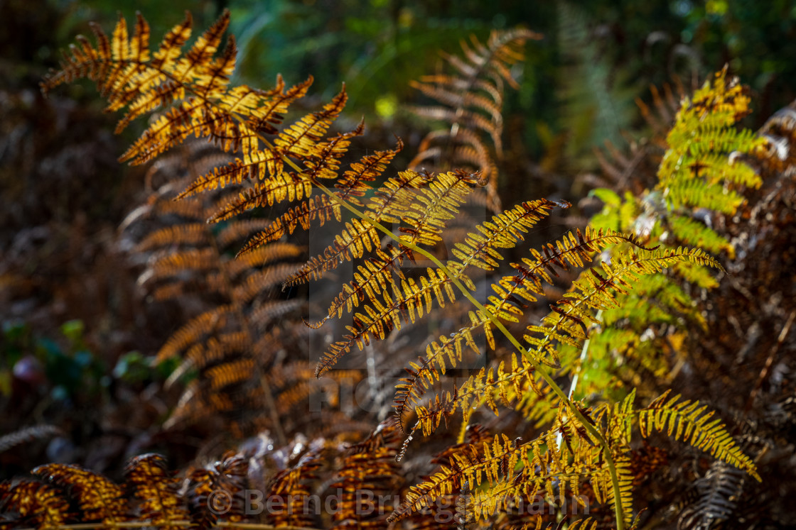 "Ferns in the forest" stock image