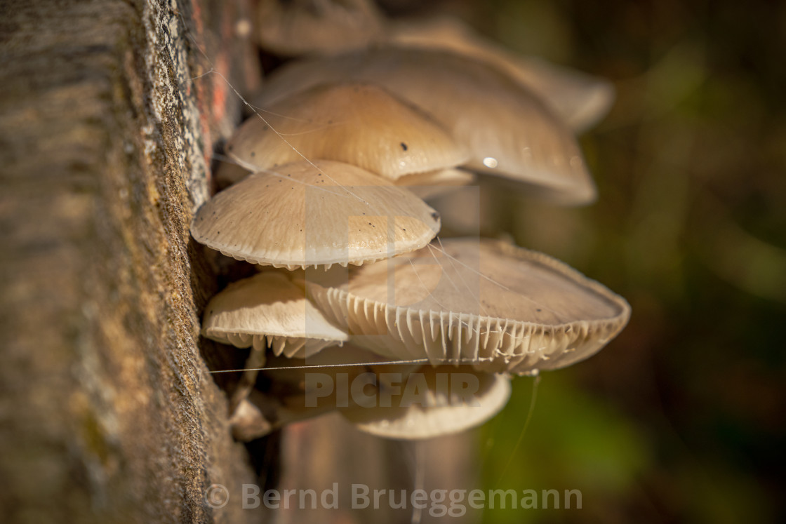 "A mushroom on a tree trunk" stock image