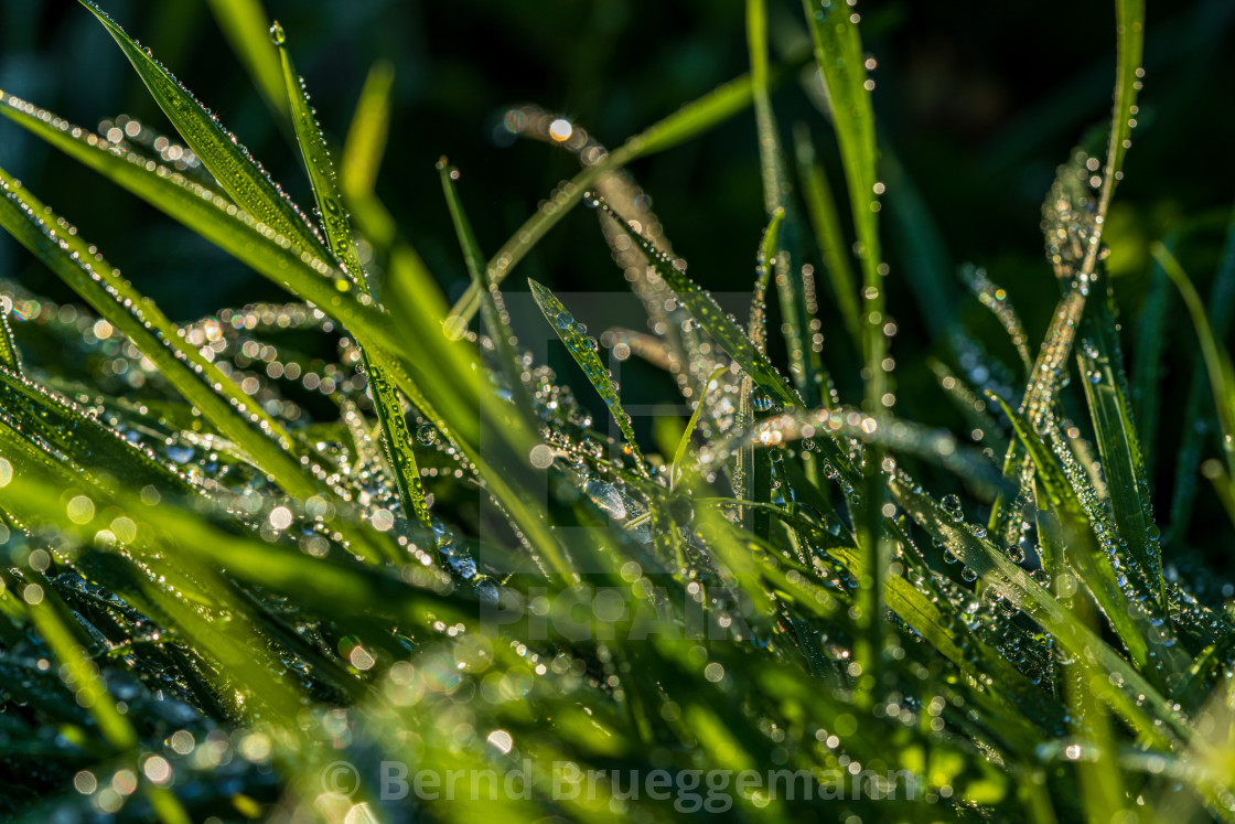 "Morning dew on a meadow" stock image