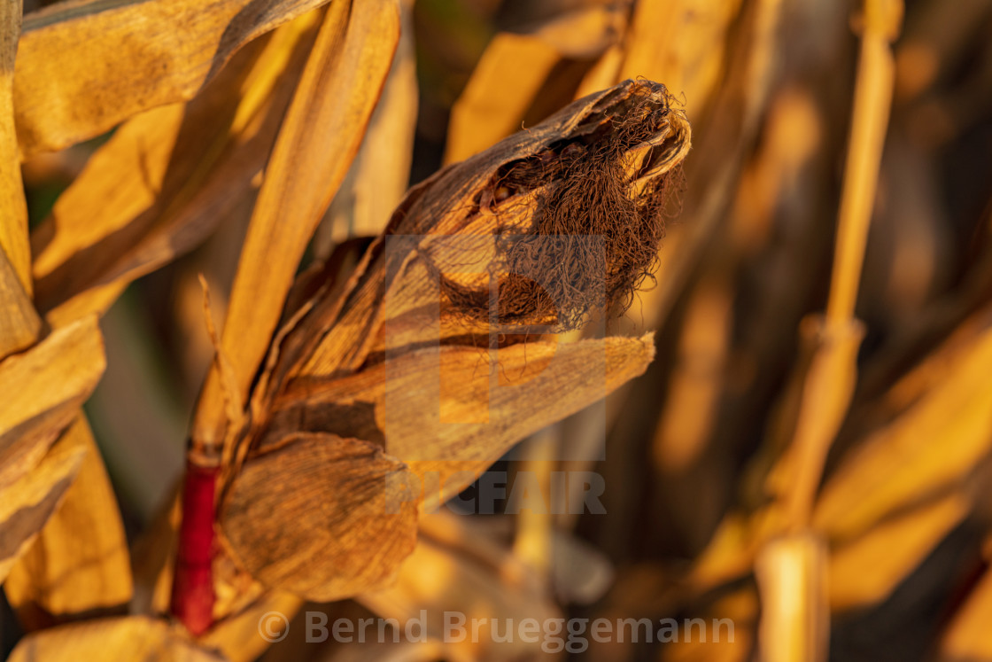 "A dried up cornfield" stock image