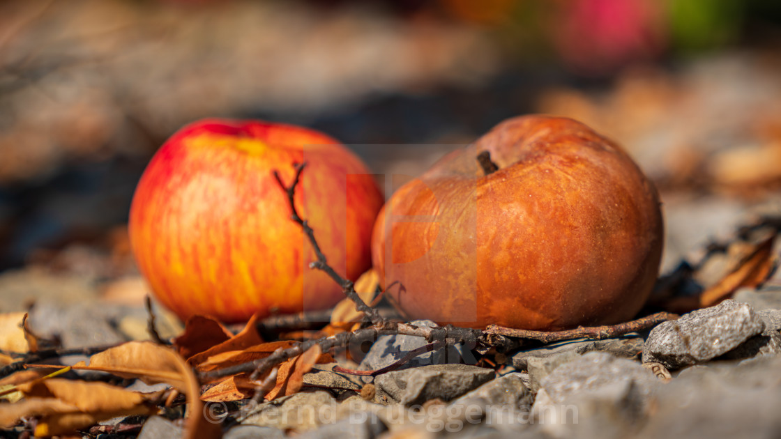 "Two apples on the ground" stock image