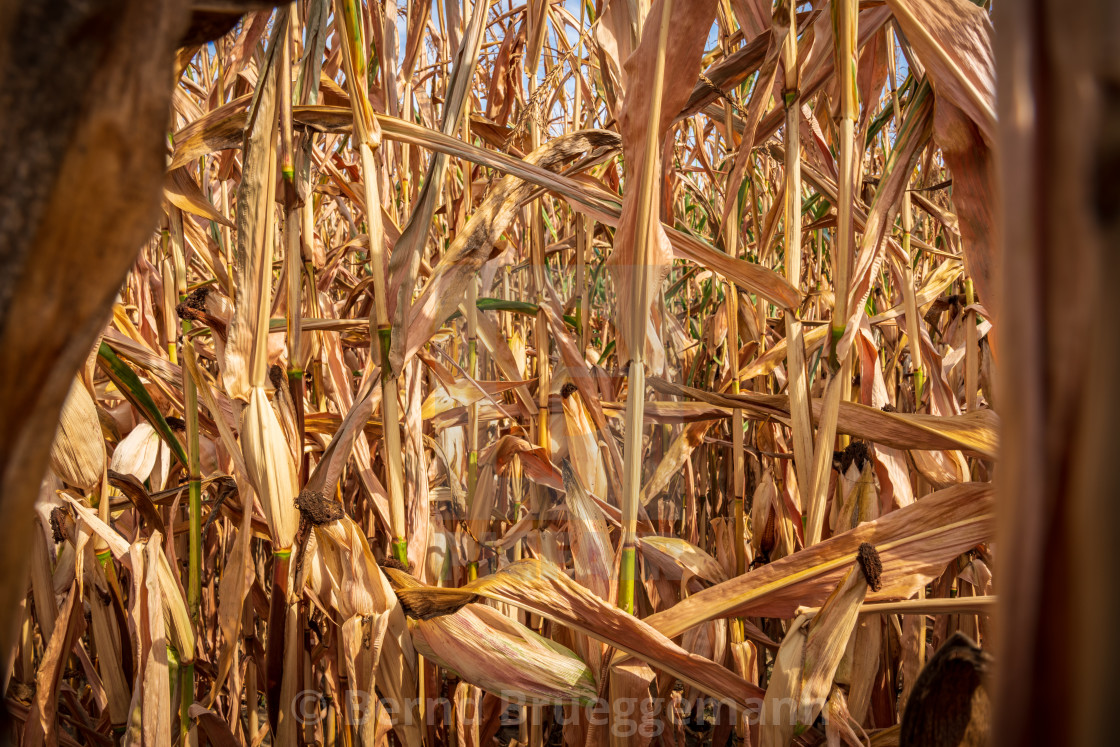 "A dried up cornfield" stock image