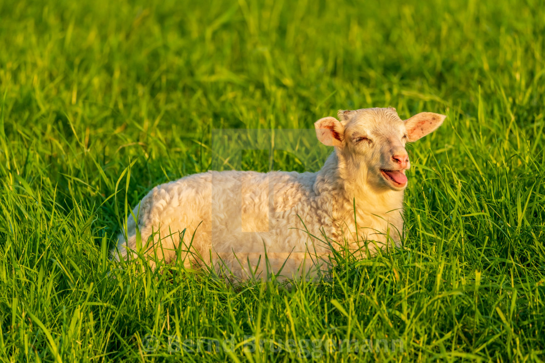 "A lamb in the grass" stock image