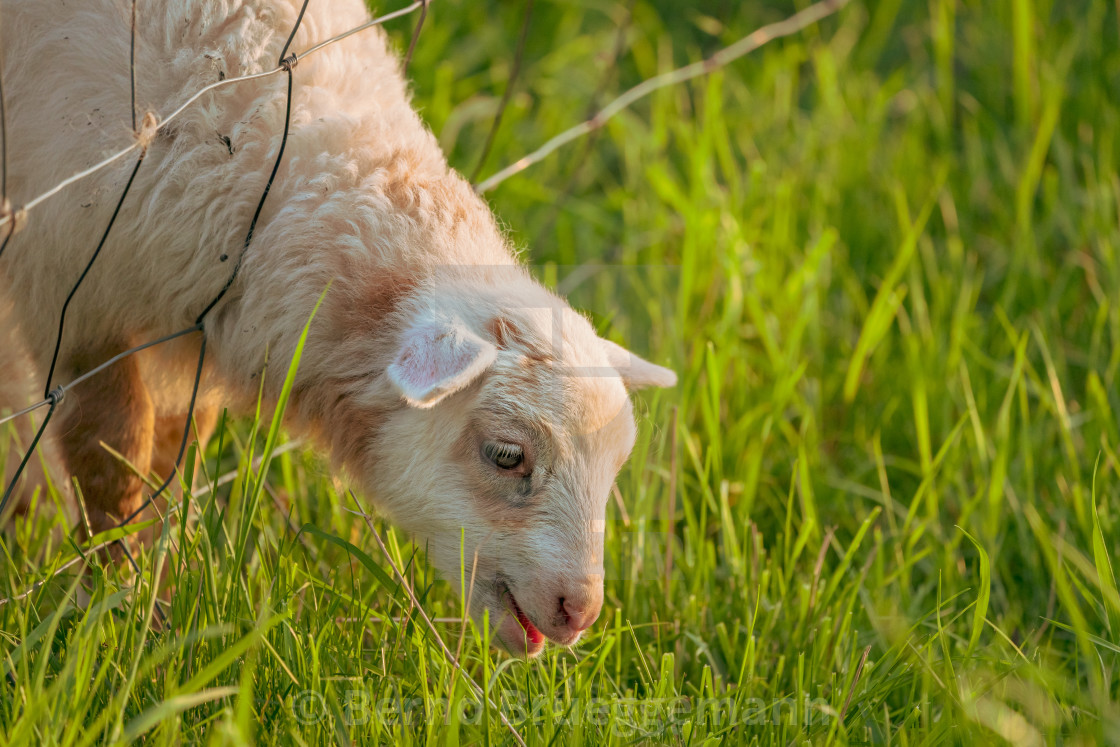 "A lamb grazing" stock image