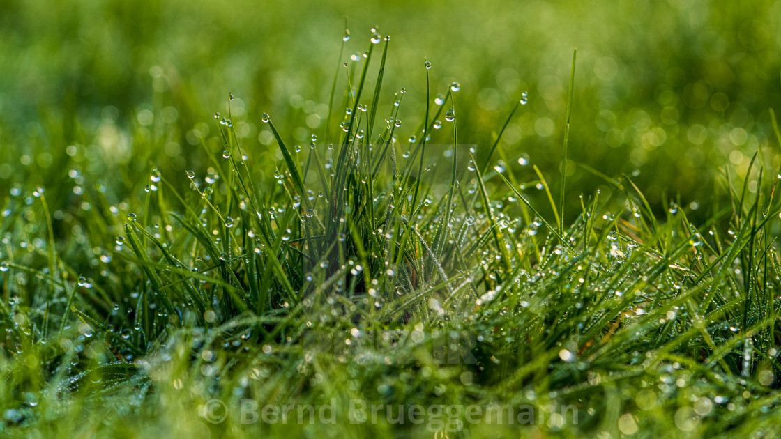 "Morning dew on a meadow" stock image