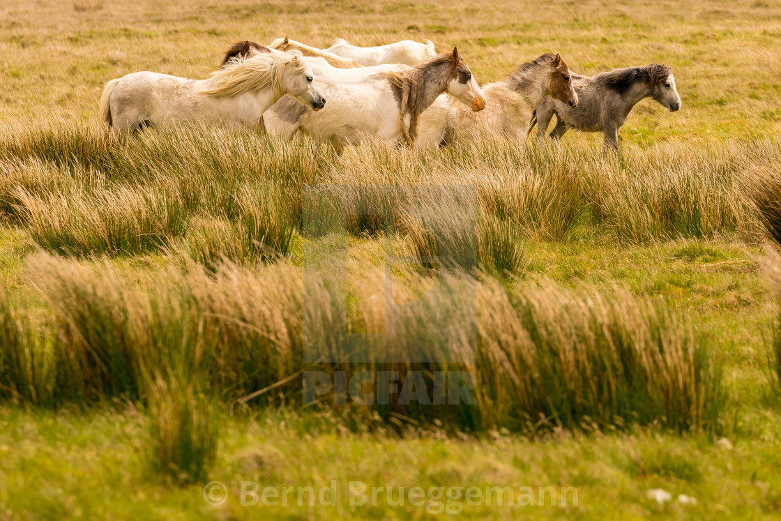 "Wild horses in Wales" stock image