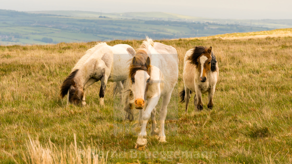 "Wild horses in Wales" stock image